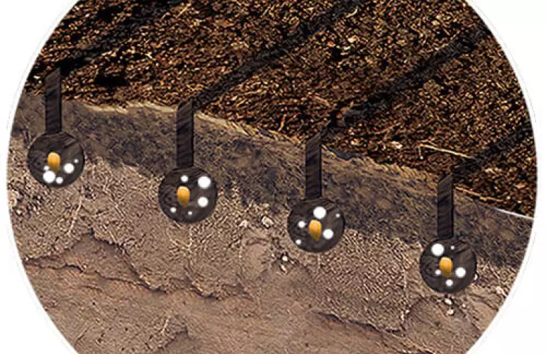 starter fertiliser in the soil with seeds while direct drilling