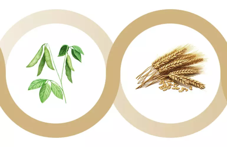 pea intermediate crop following wheat 