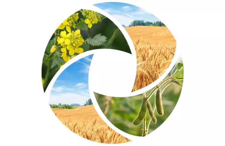 wheat on wheat intercropping with leguminous or crucifers