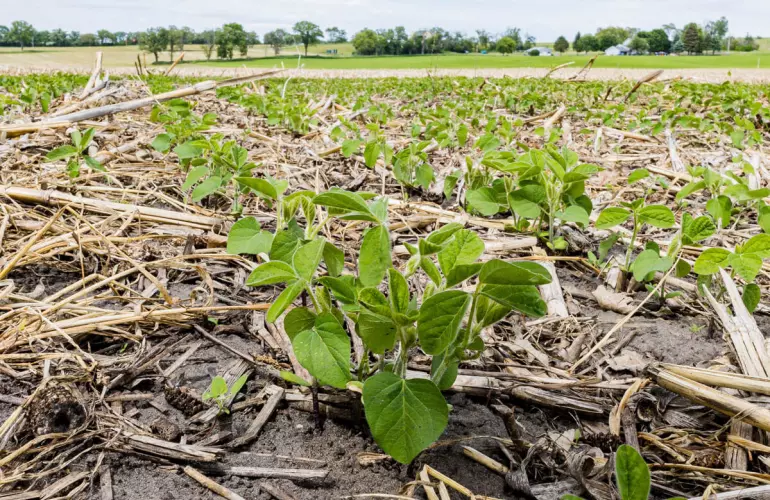 wide view of soybean seedlings growing between corn stalks on a farm
