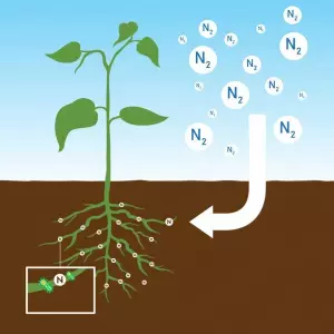 schema explaining how do nitrogen fixing plants work