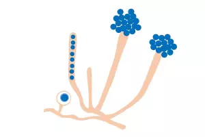 scientific illustration of aphanomyces mold