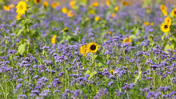 Photo des couverts végétaux