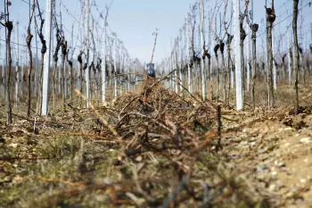 Plant residues mixed in between vines with a KUHN EL power tiller