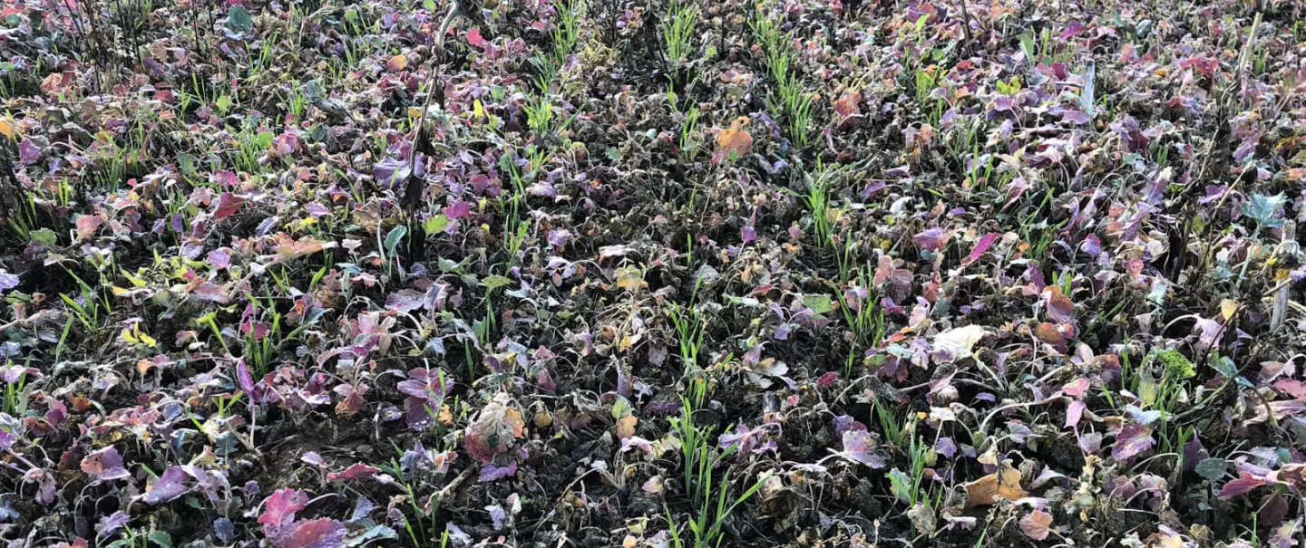 Seeding a multi-species cover crop with the AUROCK seed drill and SH hopper