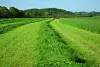 Narrow swath for collection by a pick-up of a baler or loader wagon